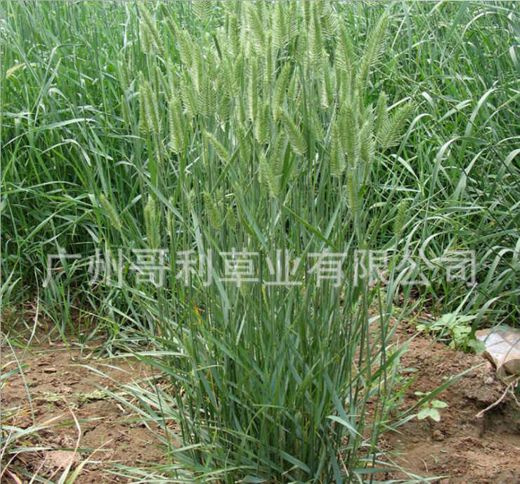 護(hù)坡型冰草草籽種子圖片
