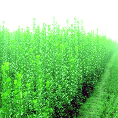 河南北海道黃楊 專業(yè)種植 量大從優(yōu)