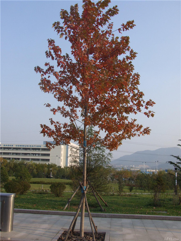 美國改良紅楓圖片/美國改良紅楓樣板圖 (2)