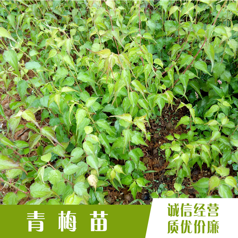 青梅苗廠家 桂林青梅苗  梧州酸梅苗基地