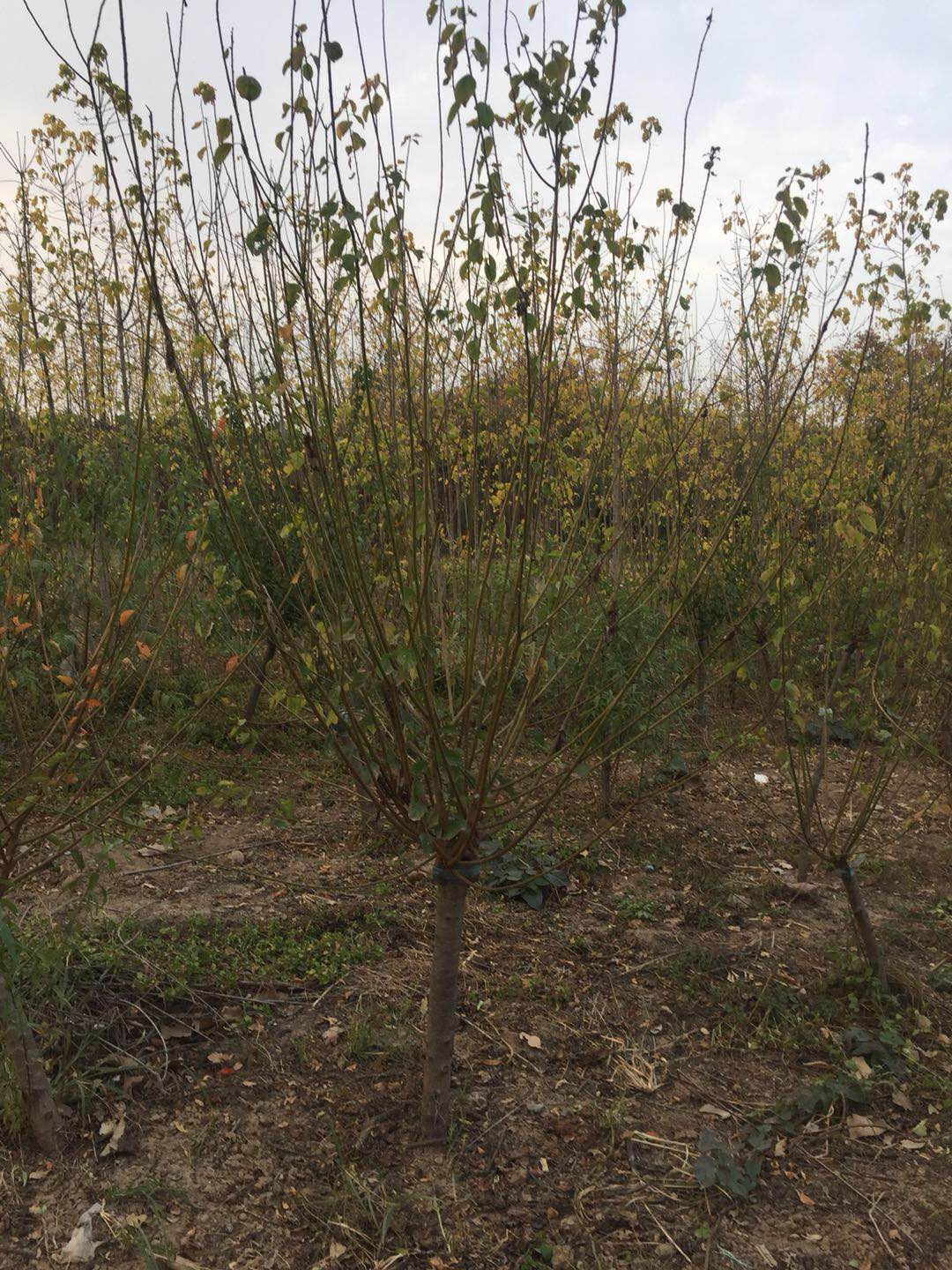 紅梅樹圖片/紅梅樹樣板圖 (2)