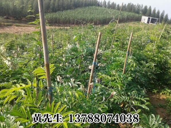 牛大力苗基地批發(fā)價格