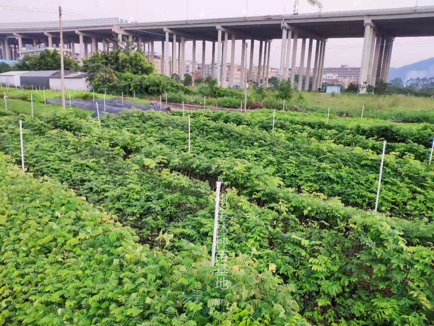 廣東廣州降香黃檀種苗種植基地直銷價(jià)格