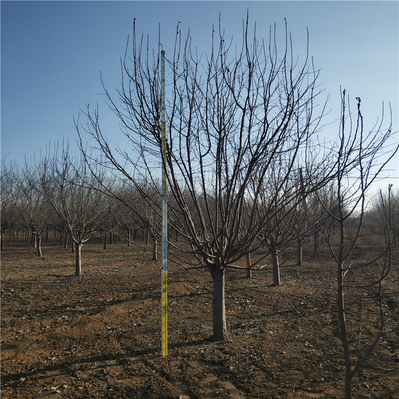 海棠圖片/海棠樣板圖 (2)