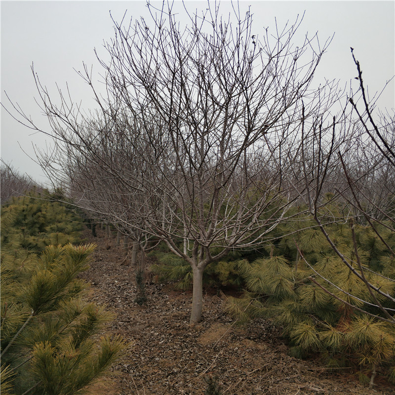 北美海棠圖片/北美海棠樣板圖 (4)