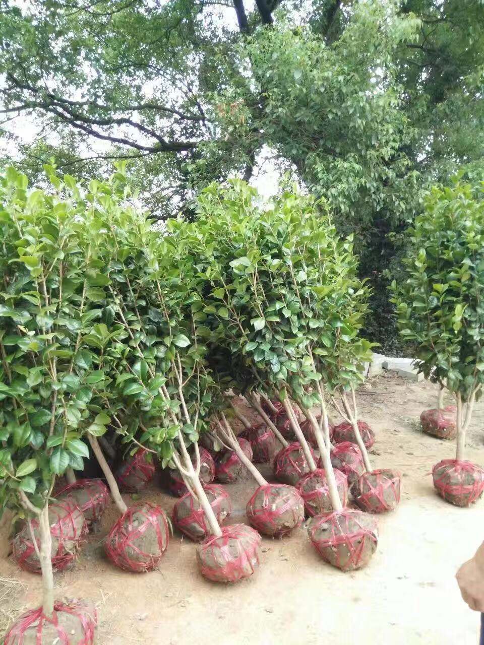 茶花基地圖片/茶花基地樣板圖 (4)