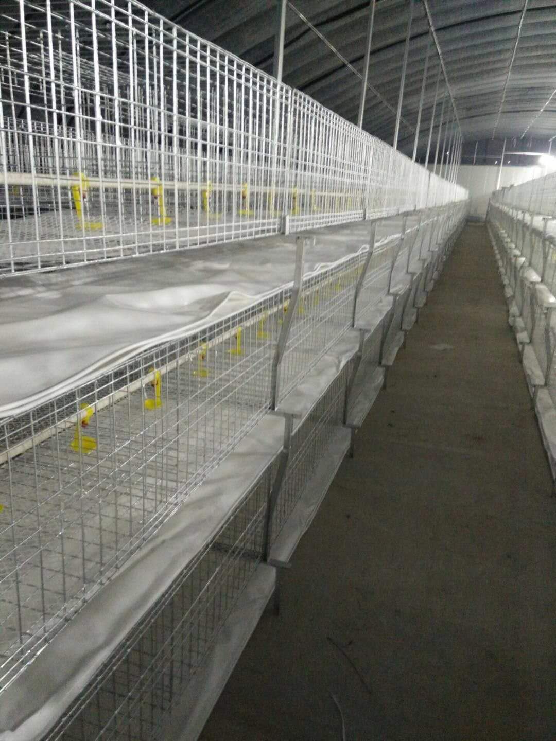 雛雞籠圖片/雛雞籠樣板圖 (3)