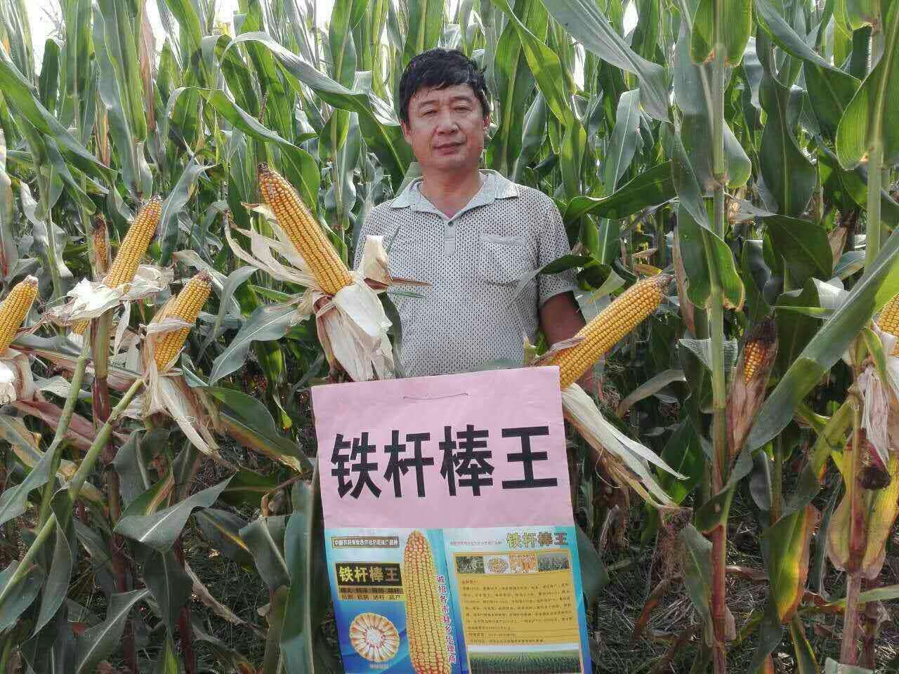 高產(chǎn)玉米品種鐵桿棒王圖片/高產(chǎn)玉米品種鐵桿棒王樣板圖 (2)