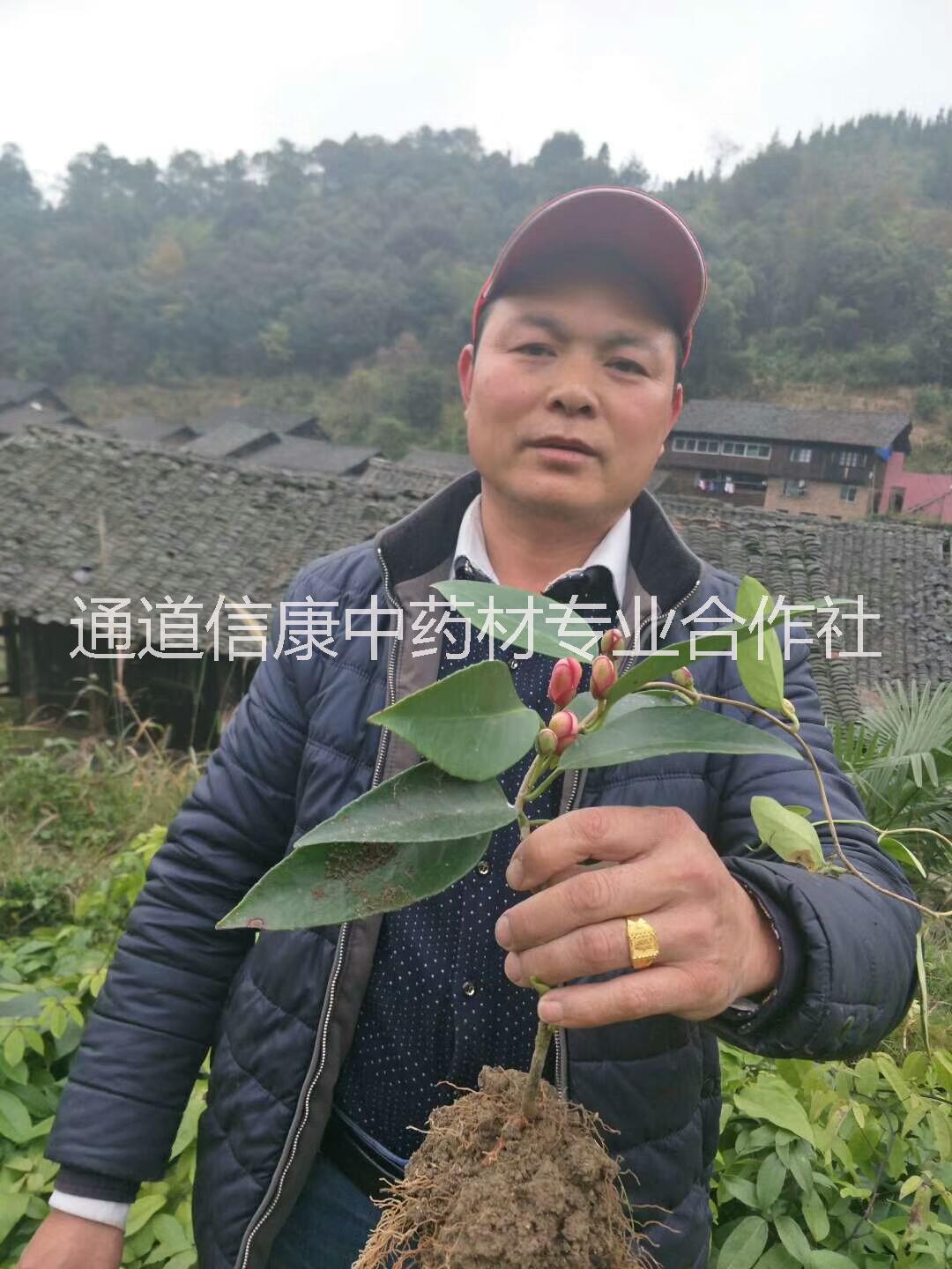 江西黑老虎价格-江西黑老虎基地-江西黑老虎价格/厂家价格批发报价供应商图片