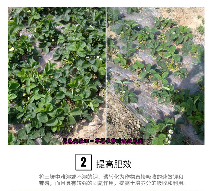 生物肥功能菌圖片/生物肥功能菌樣板圖 (3)