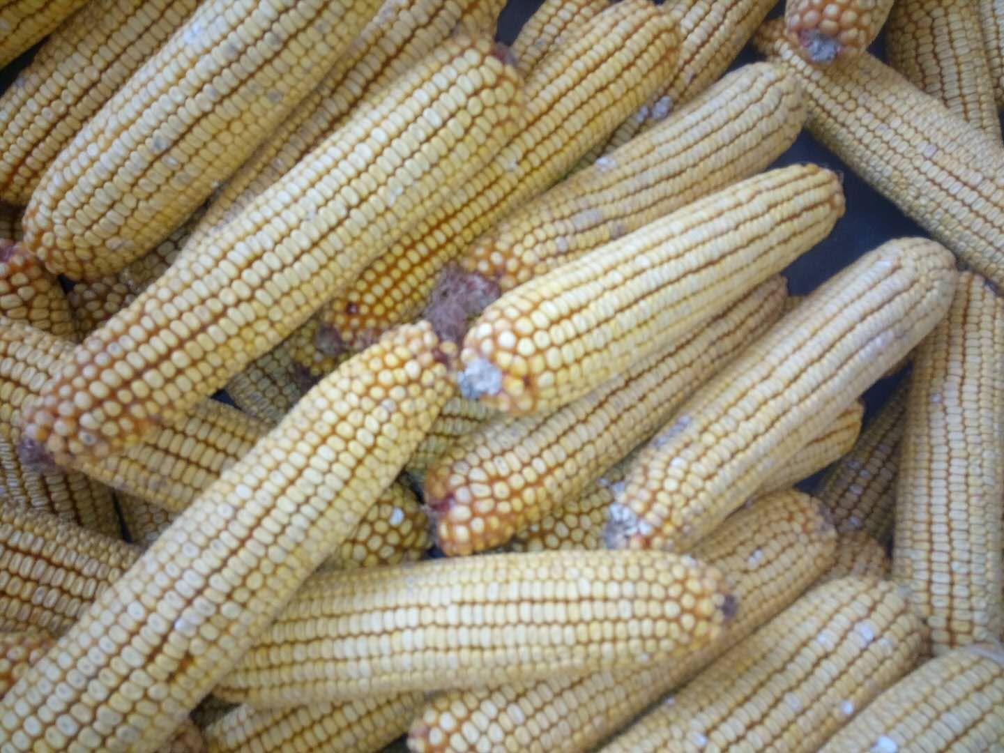 高產(chǎn)玉米品種豫單8703圖片/高產(chǎn)玉米品種豫單8703樣板圖 (2)