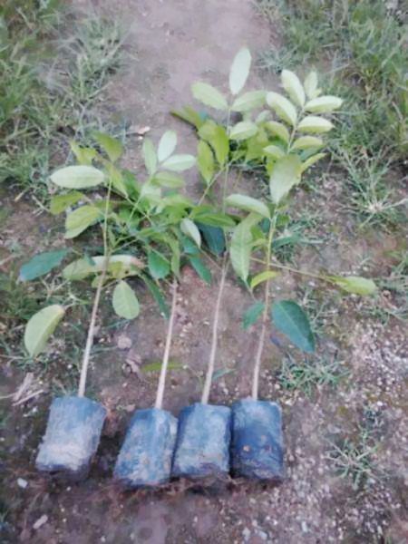 供應桃花心圖片/供應桃花心樣板圖 (1)