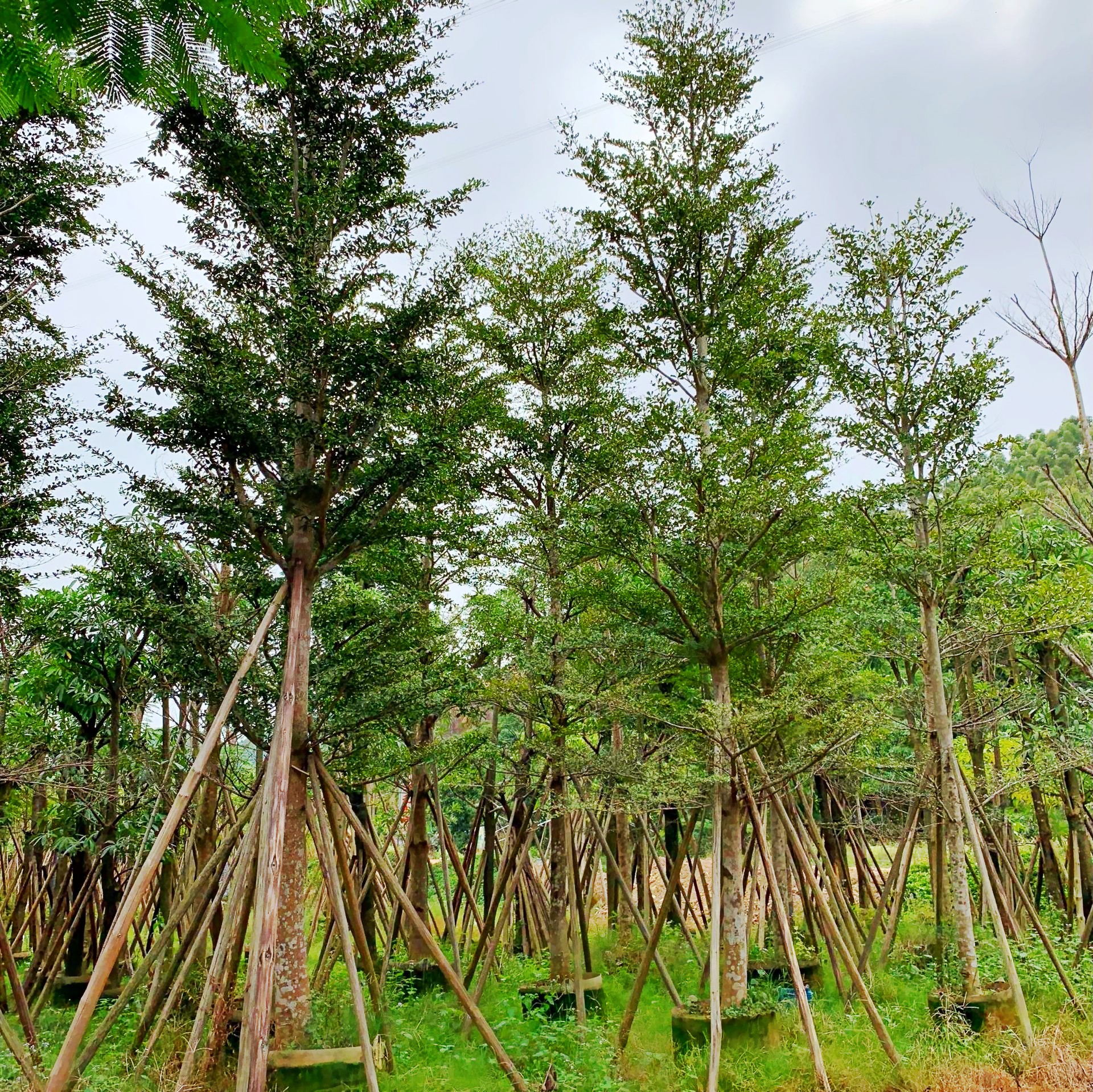 細(xì)葉欖仁圖片/細(xì)葉欖仁樣板圖 (4)