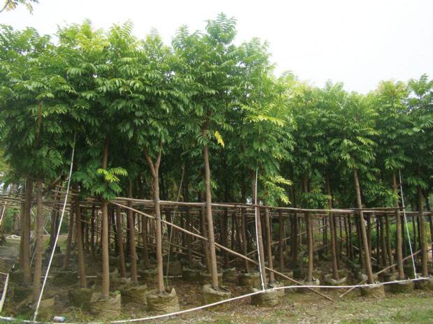 面子圖片/面子樣板圖 (3)