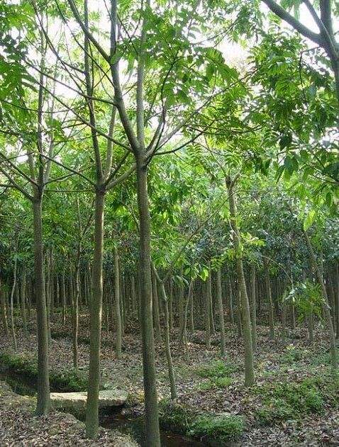 面子圖片/面子樣板圖 (4)