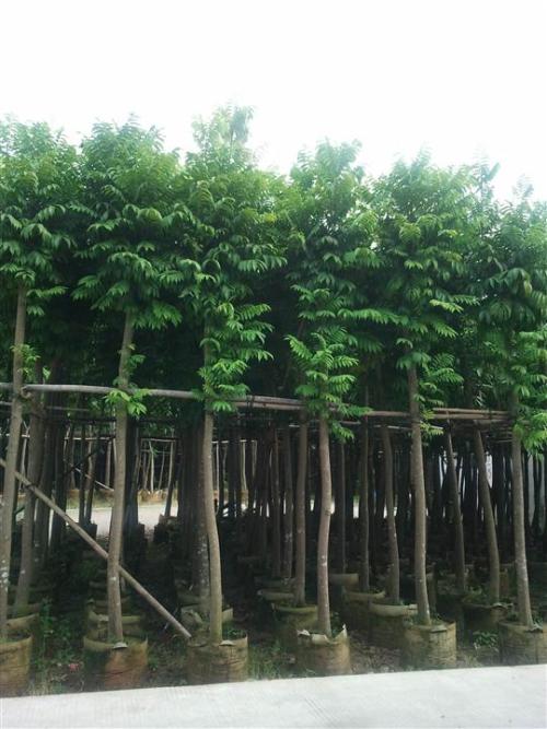 面子圖片/面子樣板圖 (3)