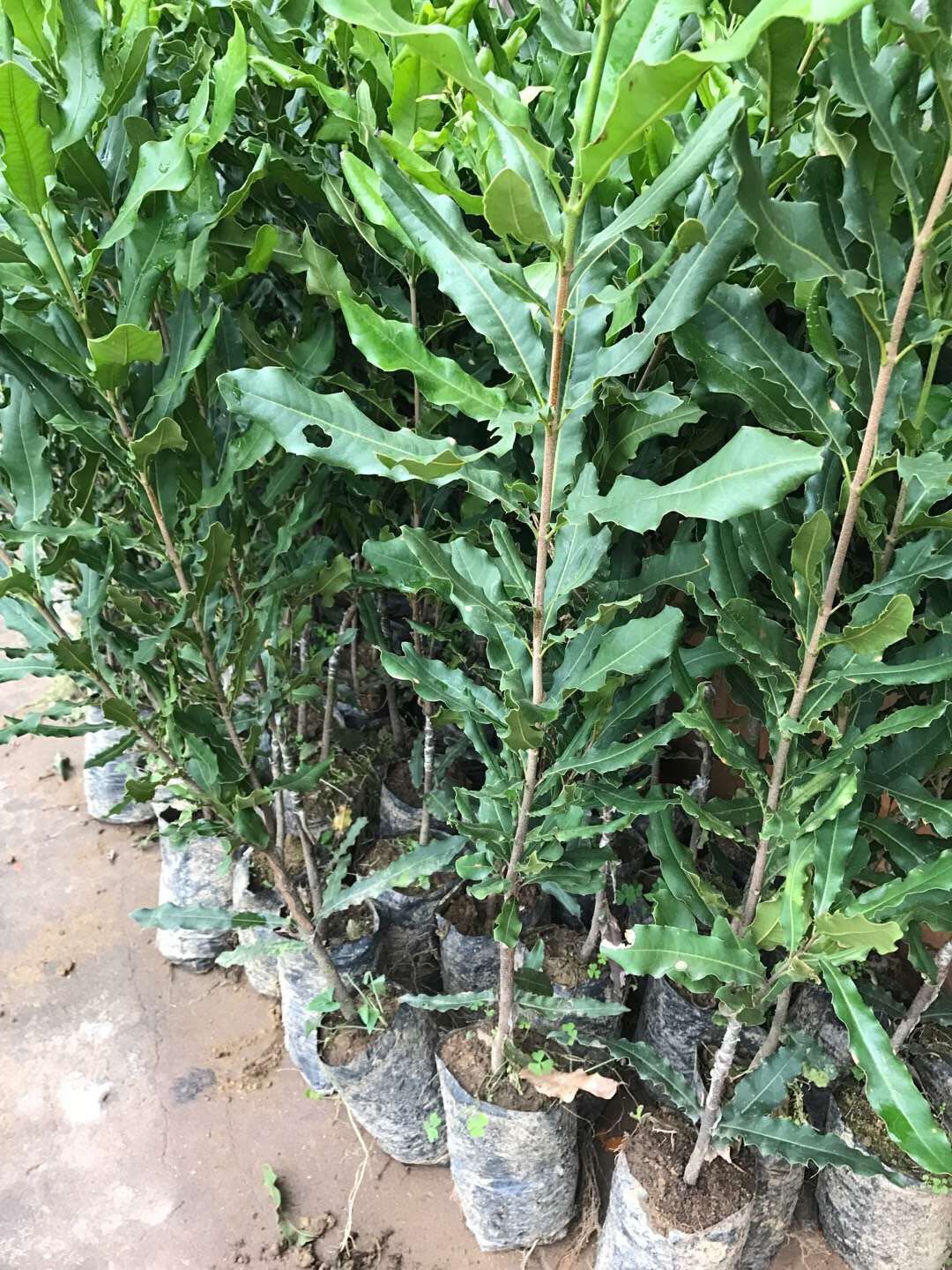 廣州堅(jiān)果苗批發(fā)基地 堅(jiān)果樹苗哪家成活率高圖片