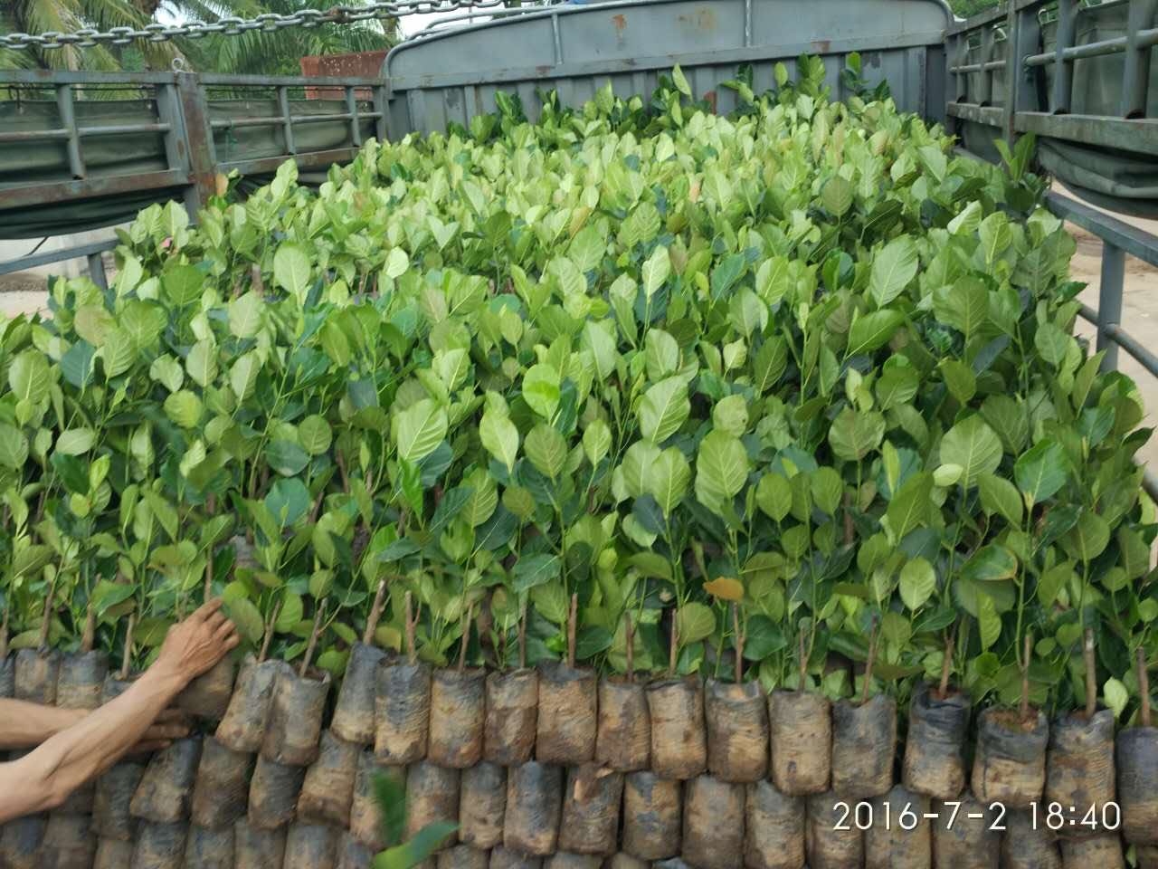 廣州菠蘿苗批發(fā)基地 出售黃菠蘿小苗價(jià)格圖片