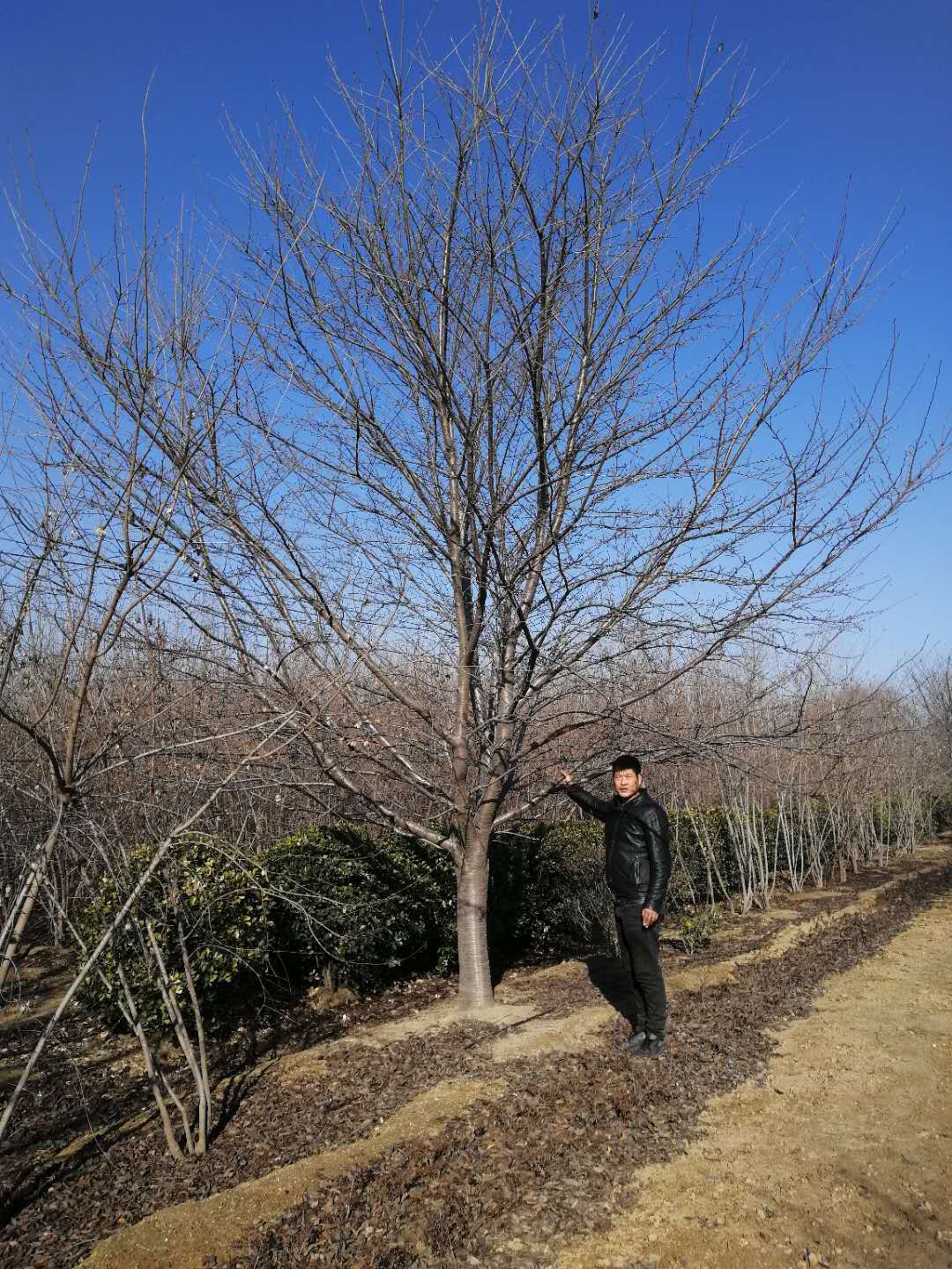 高杆樱花基地高杆樱花基地-山东青岛品种樱花/厂家批发价格报价供应商