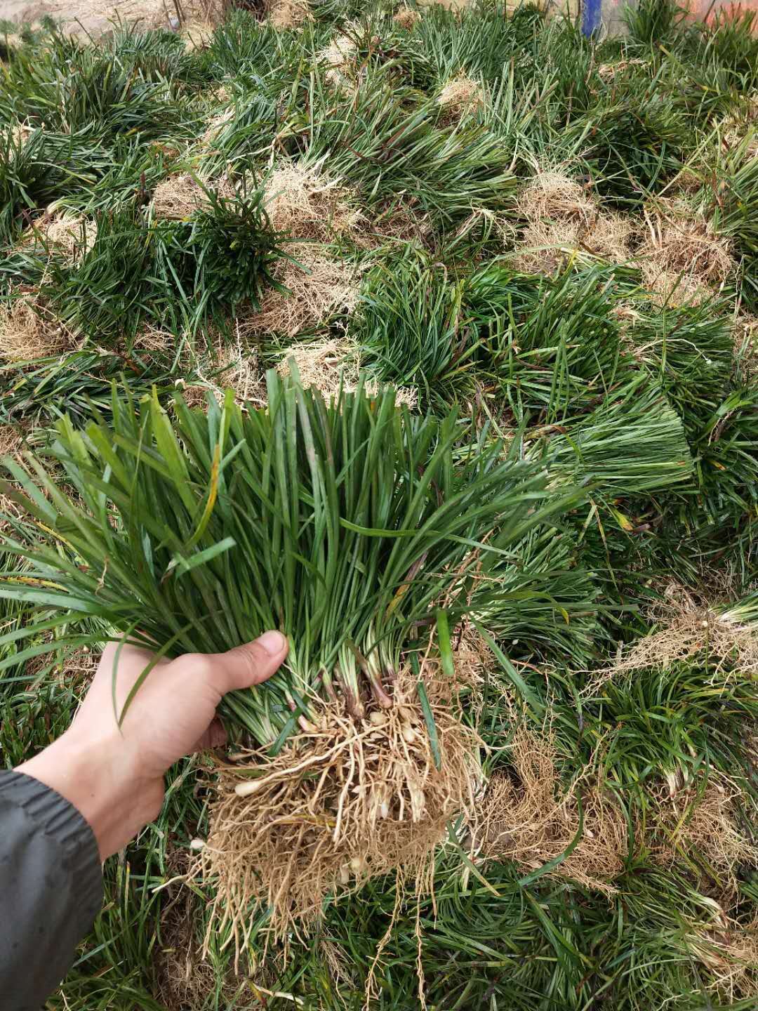 山东麦冬草种植基地｜山东麦冬草价格｜山东麦冬草多少钱｜山东麦冬草报价｜山东麦冬草苗