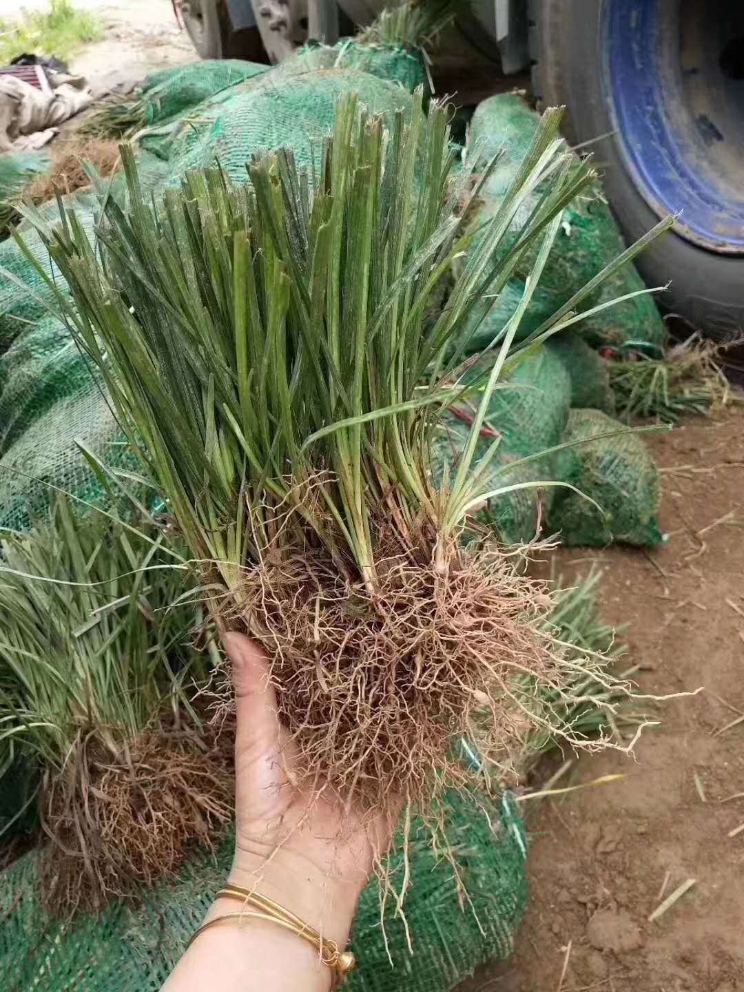 河北麥冬草苗供應圖片