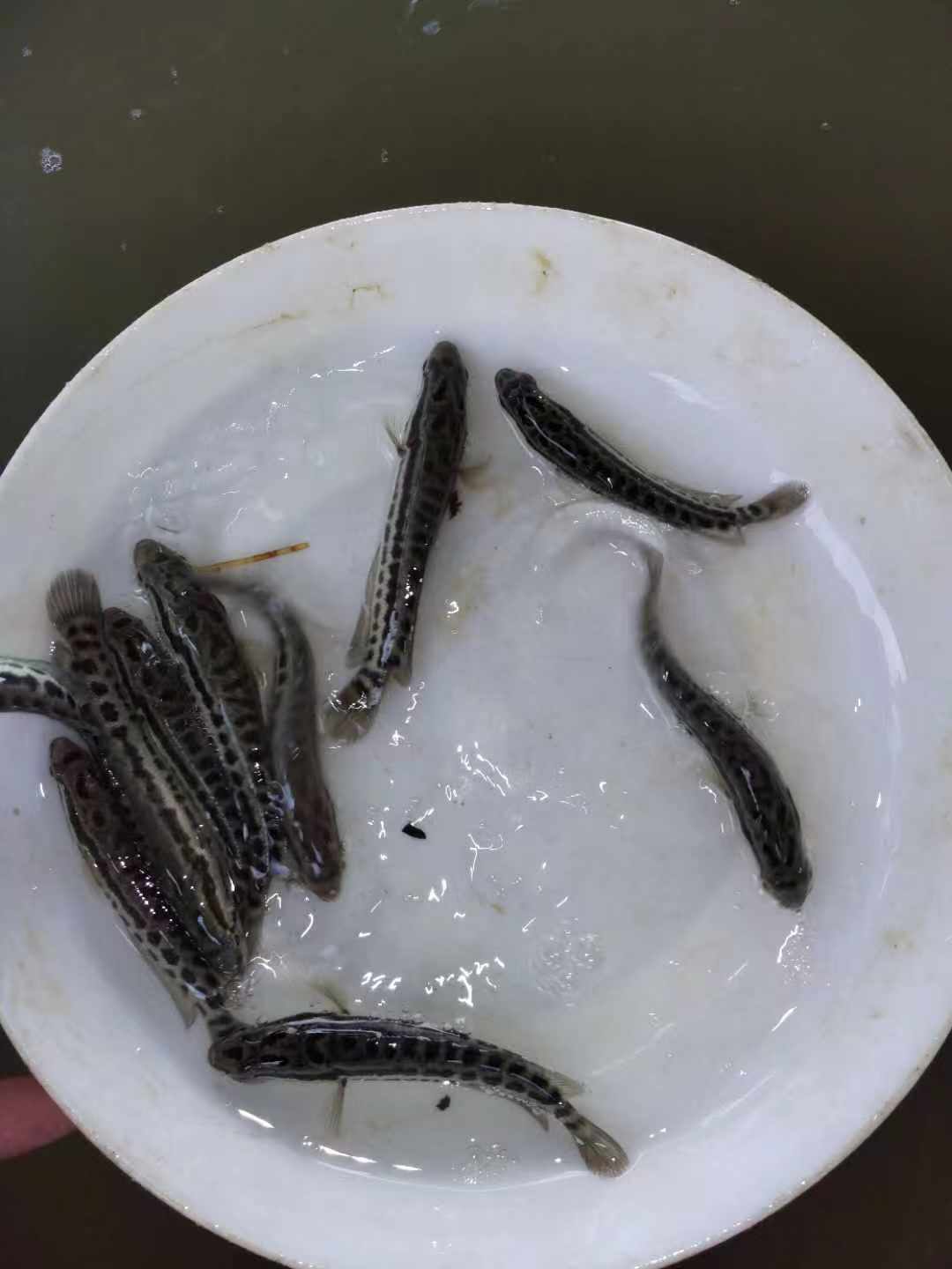 生魚苗圖片/生魚苗樣板圖 (2)