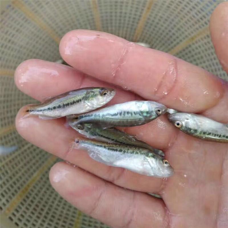 加州鱸魚(yú)圖片/加州鱸魚(yú)樣板圖 (3)