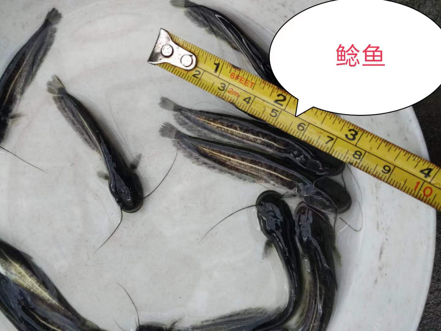 鯰魚苗 鯰魚苗養(yǎng)殖基地 南方大口鯰魚苗 大口鯰魚苗價(jià)格 惠州鯰魚苗批發(fā) 惠州鯰魚苗養(yǎng)殖中心