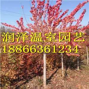 美國紅圖片/美國紅樣板圖 (4)