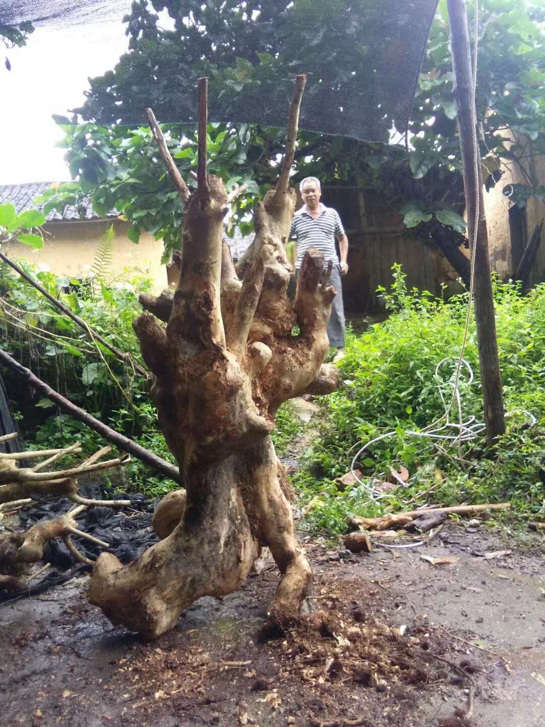 生桩紫薇价格图片