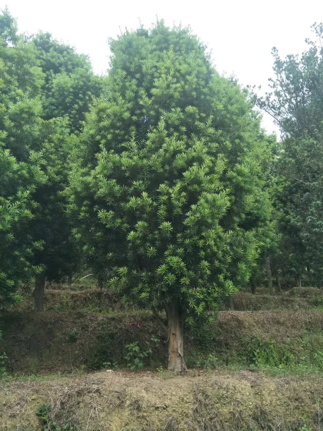 羅漢松圖片/羅漢松樣板圖 (1)