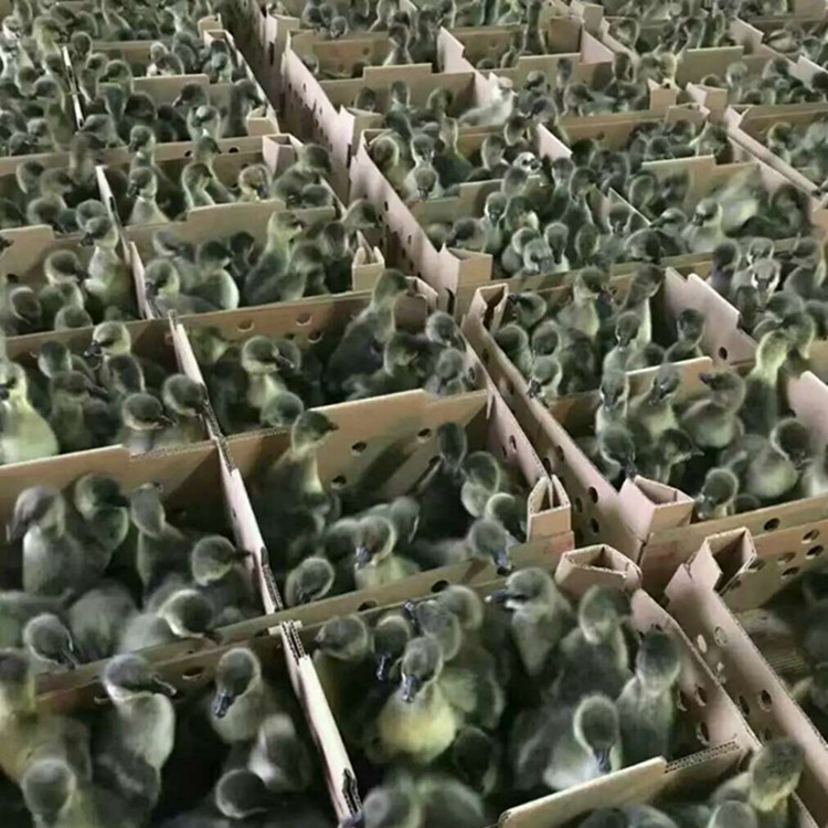 蛋鴨苗圖片/蛋鴨苗樣板圖 (4)