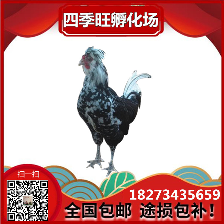 放養(yǎng)土雞雞苗||散養(yǎng)土雞雞苗||蘆花雞雞苗||貴妃雞雞苗