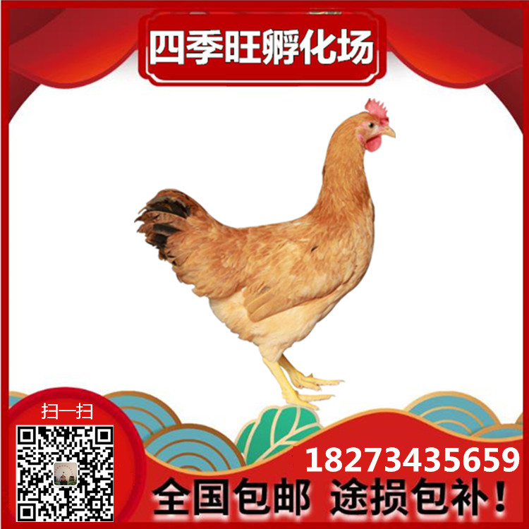 衡陽(yáng)本地土雞苗 三黃土雞苗 小腳土雞 紅毛公雞苗批發(fā)