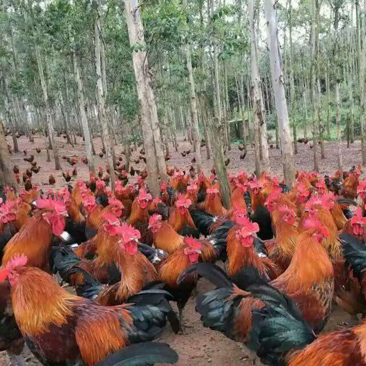 土雞雞苗圖片/土雞雞苗樣板圖 (2)