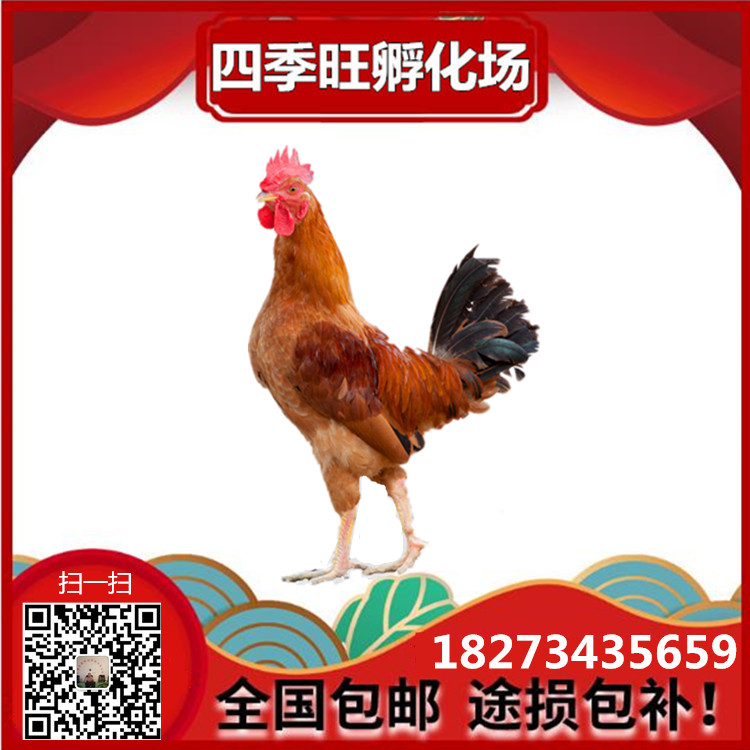 本地土雞苗圖片/本地土雞苗樣板圖 (2)