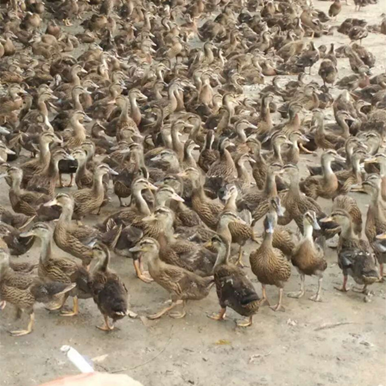 蛋鴨苗圖片/蛋鴨苗樣板圖 (2)