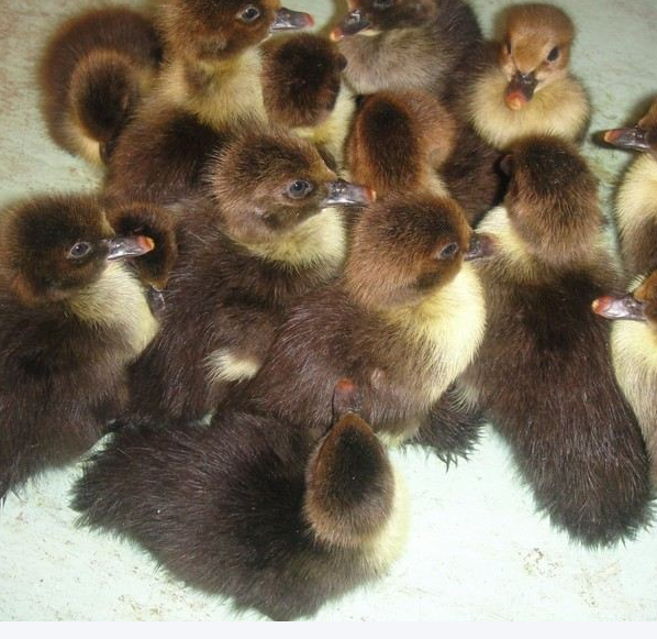 番鴨苗圖片/番鴨苗樣板圖 (3)