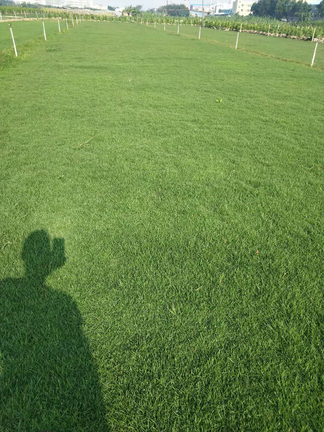 馬尼拉草圖片/馬尼拉草樣板圖 (3)