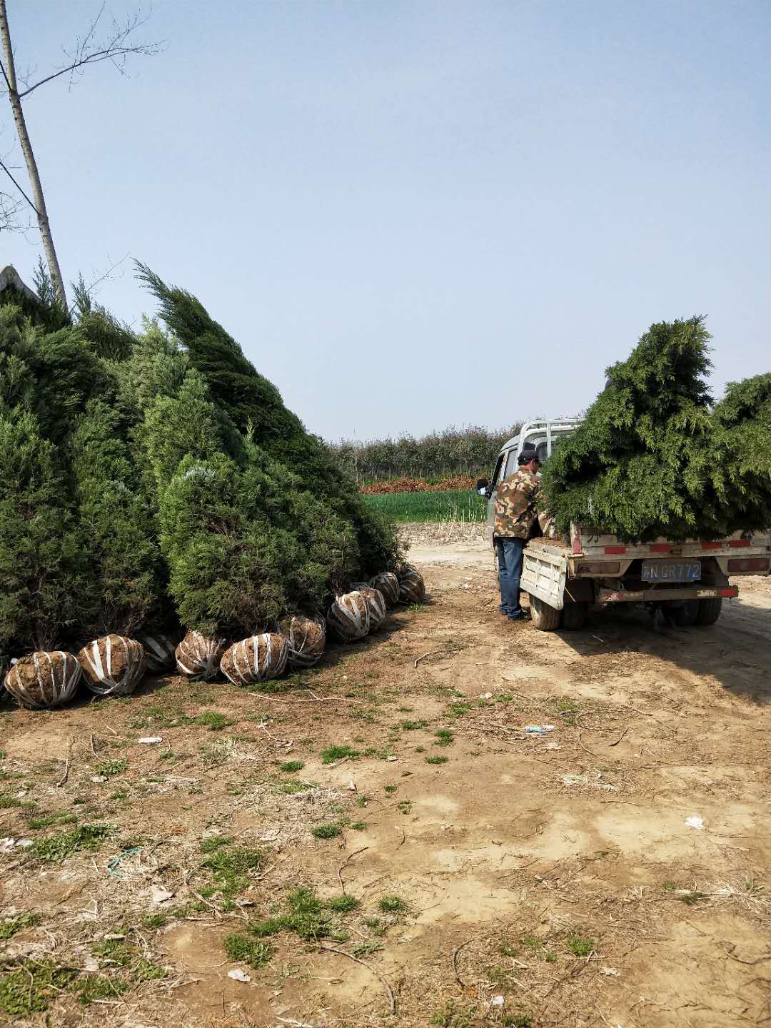 蜀桧 江苏蜀桧哪家好卖 江苏蜀桧供应商 江苏宿迁优质蜀桧 江苏优质蜀桧出售 江苏优质蜀桧价格 江苏优质蜀桧报价图片