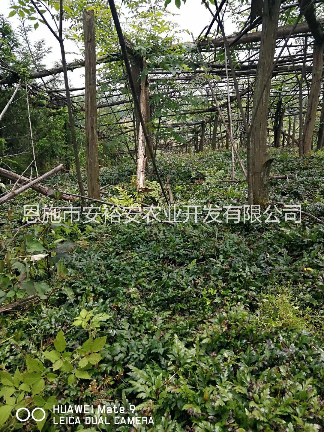 黃連苗圖片/黃連苗樣板圖 (3)