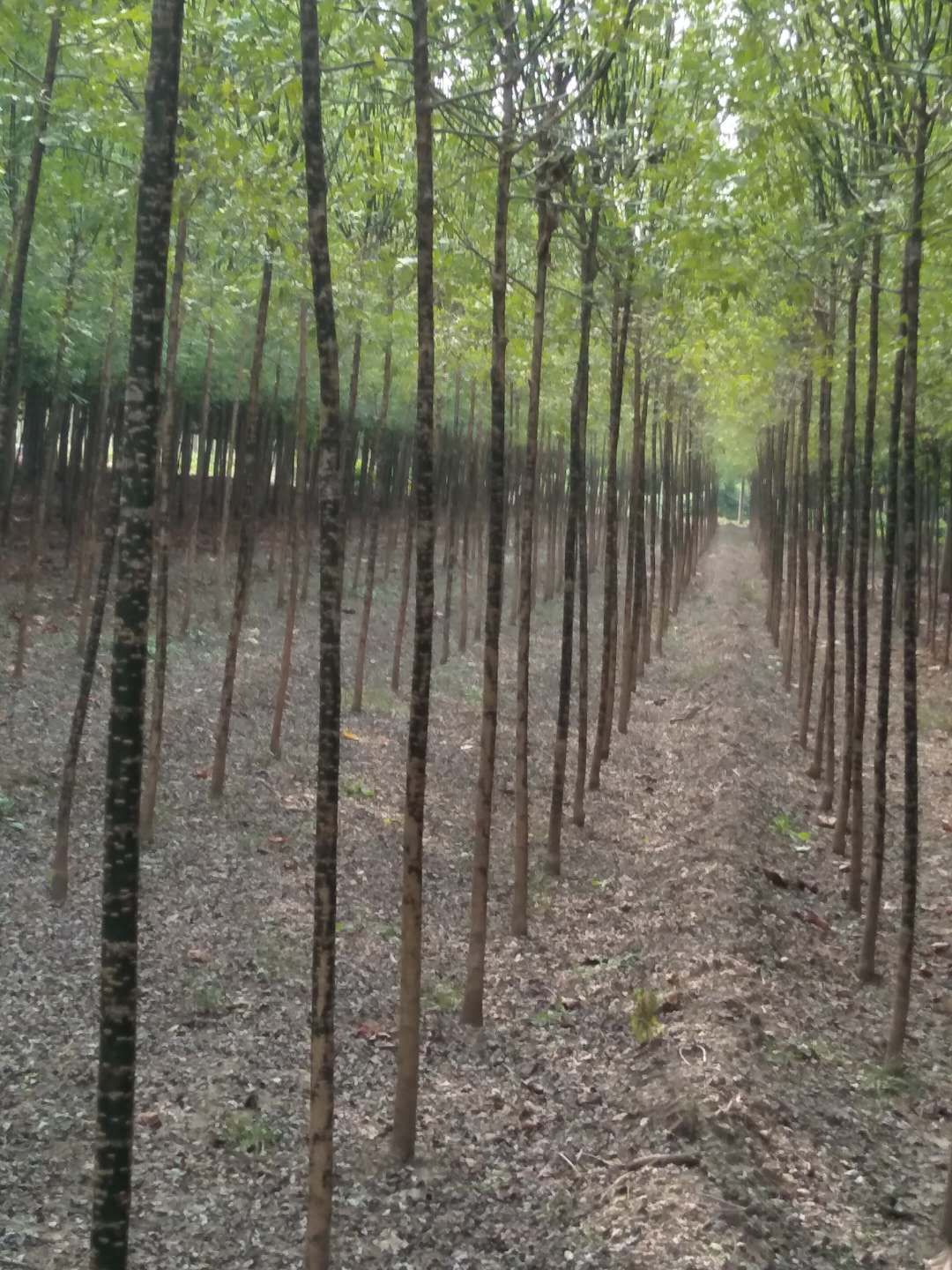 5一8公分國槐價格圖片