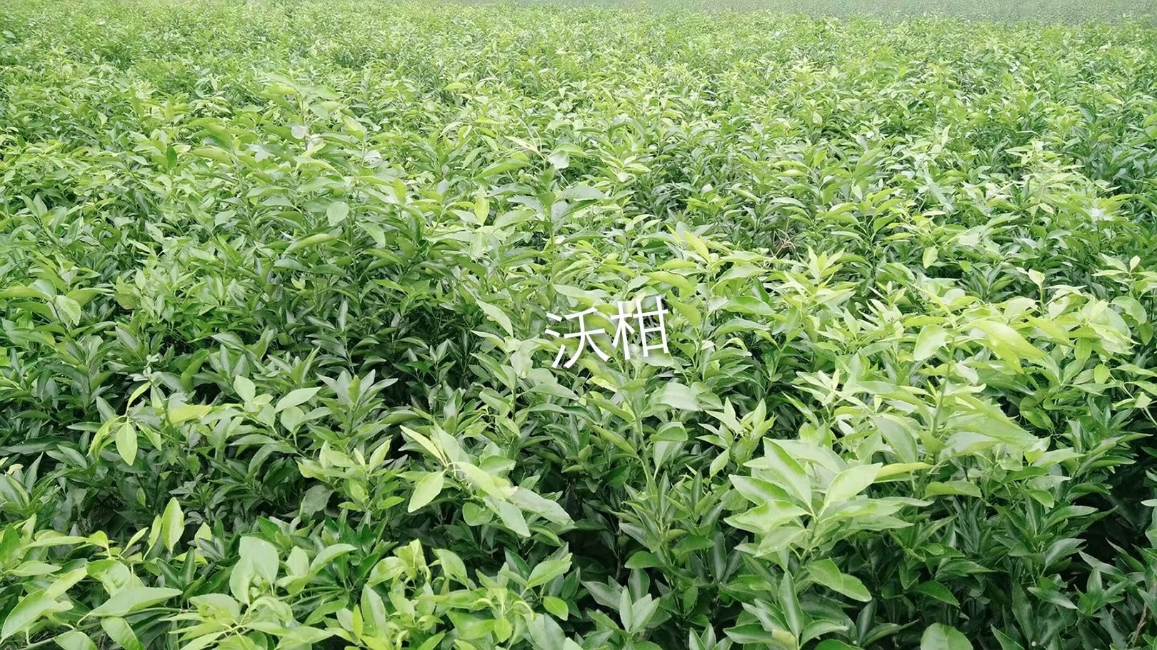 沃柑苗圖片/沃柑苗樣板圖 (2)