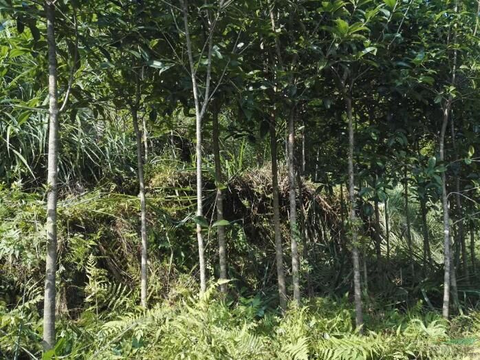 广西桂林桂花树苗广西桂花树苗_广西桂花树苗价格-广西桂林桂花树苗厂家