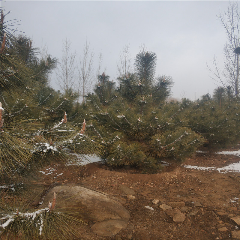 黑松圖片/黑松樣板圖 (2)