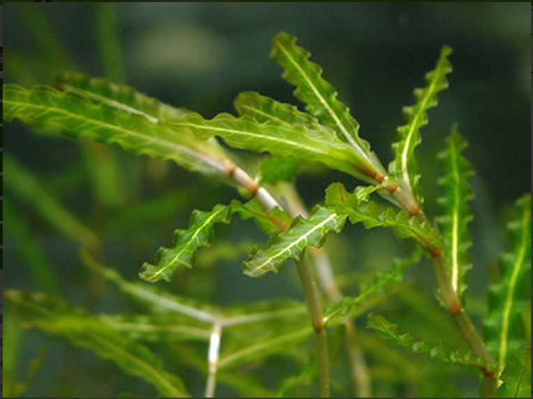 菹草河北直销 北京菹草种植 保定麦黄草哪家好 云南虾藻批发 湖南虾草品牌 湖北菹草直销 广东菹草价格 北京菹草苗图片