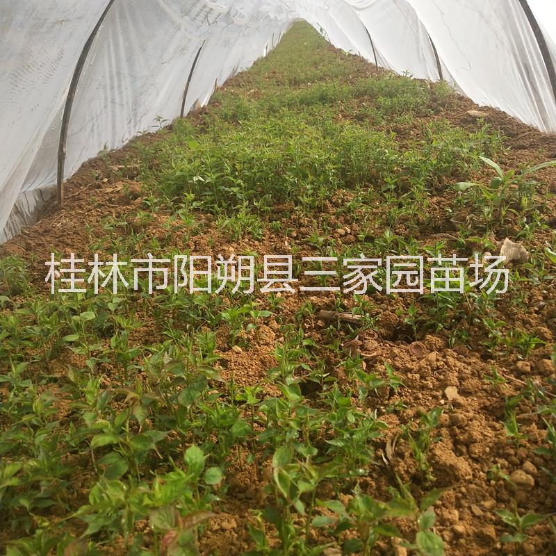 青梅圖片/青梅樣板圖 (2)