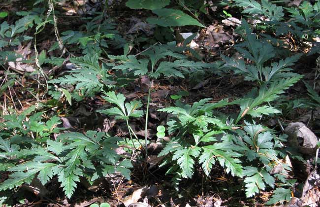 黃連苗圖片/黃連苗樣板圖 (3)