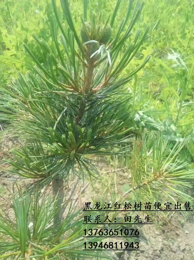 黑龍江紅松樹苗 東北紅松樹苗多少錢 東北便宜紅松樹苗 東北紅松樹苗栽培 東北紅松樹苗哪里買 東北紅松樹苗哪里有 東北紅松