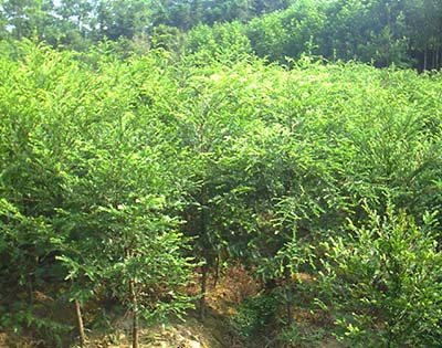 羅漢松圖片/羅漢松樣板圖 (4)